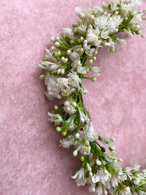 Baby's Breath Blooms